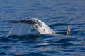 Grampus Griseus (Risso's Dolphin) Royalty Free Stock Photo