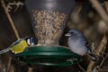 Gran Canaria blue chaffinch and African blue tit in a bird feeder. Royalty Free Stock Photo