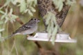 Gran Canaria blue chaffinch in a bird feeder Royalty Free Stock Photo