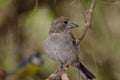 Gran Canaria blue chaffinch Royalty Free Stock Photo