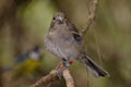 Gran Canaria blue chaffinch Royalty Free Stock Photo