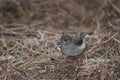 Gran Canaria blue chaffinch Fringilla polatzeki eating seeds. Royalty Free Stock Photo