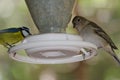 Gran Canaria blue chaffinch Fringilla polatzeki female right and Canary Islands blue tit Cyanistes teneriffae left. Royalty Free Stock Photo