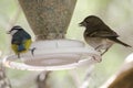 Gran Canaria blue chaffinch Fringilla polatzeki female right and Canary Islands blue tit Cyanistes teneriffae left. Royalty Free Stock Photo