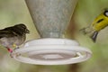 Gran Canaria blue chaffinch Fringilla polatzeki and Canary Islands blue tit Cyanistes teneriffae taking flight. Royalty Free Stock Photo