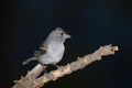 Gran Canaria blue chaffinch Royalty Free Stock Photo