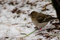 Gran Canaria blue chaffinch. Royalty Free Stock Photo