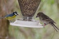 Gran Canaria blue chaffinch Royalty Free Stock Photo