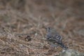 Gran Canaria blue chaffinch. Royalty Free Stock Photo