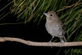 Gran Canaria blue chaffinch Royalty Free Stock Photo