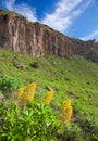 Gran Canaria, Caldera de Bandama after winter rains Royalty Free Stock Photo