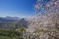 Gran Canaria, Caldera de Tejeda in January Royalty Free Stock Photo