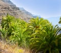 Gran Canaria Canary Palm tree mountains