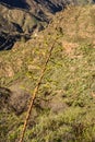 Gran Canaria.Canary Palm tree mountains.