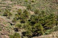 Gran Canaria.Canary Palm tree mountains.