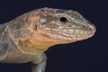 Gran Canaria giant lizard / Gallotia stehlini Royalty Free Stock Photo