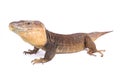 Gran Canaria giant lizard, Gallotia stehlini Royalty Free Stock Photo