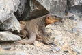 Gran canaria giant lizard, Gallotia stehlini Royalty Free Stock Photo