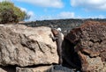 Gran Canaria Giant lizard Royalty Free Stock Photo