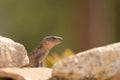 Gran Canaria giant lizard Gallotia stehlini. Royalty Free Stock Photo