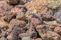 Gran Canaria giant lizard Royalty Free Stock Photo