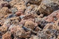 Gran Canaria giant lizard Royalty Free Stock Photo
