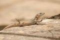 Gran Canaria giant lizard Gallotia stehlini sunbathing. Royalty Free Stock Photo