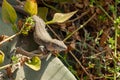 Gran Canaria giant lizard sitting on a plant Royalty Free Stock Photo