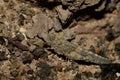Gran Canaria sand grasshopper.