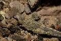 Gran Canaria sand grasshopper.