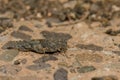 Gran Canaria sand grasshopper.