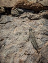 Gran canaria sand grasshopper Sphingonotus guanchus