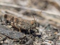 Gran canaria sand grasshopper Sphingonotus guanchus