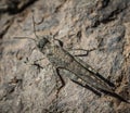 Gran canaria sand grasshopper Sphingonotus guanchus