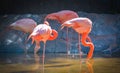 GRAN CANARIA, SPAIN - MARCH 10 2017 - Pink flamingo birds at Palmitos Park Maspalomas, Gran Canaria, Spain