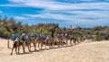 Caravan of tourists riding camels in the desert in the Gran Canaria Royalty Free Stock Photo