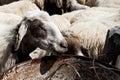 Gran Canaria, Spanish Canary Island, sheep in the corral awaiting milking.