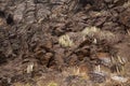 Gran Canaria, valley Barranco de Valeron Royalty Free Stock Photo