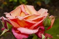 a granada hybrid tea rose with pink, yellow, orange color Royalty Free Stock Photo