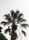 Landscape gardener high up in a palm tree cutting palm fronds and leaves