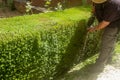 GRANADA, SPAIN - July 18, 2018: Professional gardener pruning bush. Man is cutting pruning trimming garden, hedge in the park with