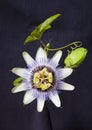 Granadilla Flower