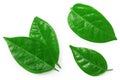 Granadilla green leaves isolated on white background. clipping path Royalty Free Stock Photo