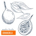 Granadilla. Hand drawn vector illustration