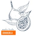 Granadilla. Hand drawn vector illustration