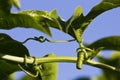 Granadilla tendrils against blue sky