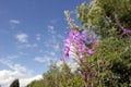 Granard pink wild Irish flowers