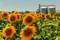 Granary and field with a blooming sunflower. Royalty Free Stock Photo