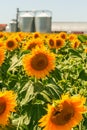 Granary and field with a blooming sunflower. Royalty Free Stock Photo