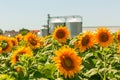 Granary and field with a blooming sunflower. Royalty Free Stock Photo